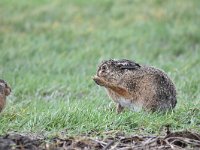 Lepus europaeus 133, Haas, Saxifraga-Luuk Vermeer