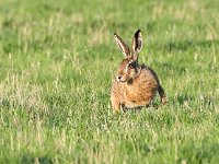 Lepus europaeus 137, Haas, Saxifraga-Bart Vastenhouw