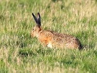 Lepus europaeus 138, Haas, Saxifraga-Bart Vastenhouw