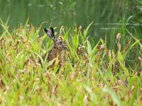 Lepus europaeus 146, Haas, Saxifraga-Tom Heijnen