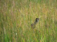 Lepus europaeus 72, Haas, Saxifraga-Hans Dekker