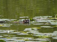 Myocastor coypus 23, Beverrat, Saxifraga-Jan Nijendijk