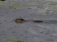 Myocastor coypus 24, Beverrat, Saxifraga-Jan Nijendijk