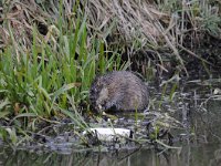 Ondatra zibethicus 10, Muskusrat, Saxifraga-Luuk Vermeer