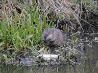 Ondatra zibethicus 11, Muskusrat, Saxifraga-Luuk Vermeer