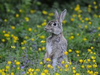 Oryctolagus cuniculus 38, Konijn, Saxifraga-Luuk Vermeer