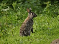 Oryctolagus cuniculus 45, Konijn, Saxifraga-Luuk Vermeer