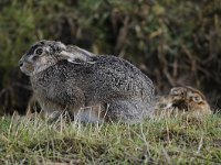 Oryctolagus cuniculus 46, Konijn, Saxifraga-Luuk Vermeer