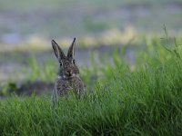 Oryctolagus cuniculus 58, Konijn, Saxifraga-Luuk Vermeer