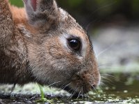 Oryctolagus cuniculus 60, Konijn, Saxifraga-Luuk Vermeer