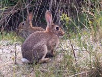 Oryctolagus cuniculus 64, Konijn, Saxifraga-Bart Vastenhouw