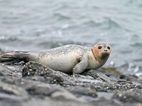 Phoca vitulina 113, Gewone zeehond, Saxifraga-Tom Heijnen