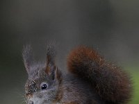 Sciurus vulgaris 111, Eekhoorn, Saxifraga-Luuk Vermeer