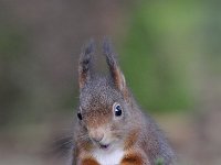 Sciurus vulgaris 120, Eekhoorn, Saxifraga-Luuk Vermeer