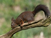 Sciurus vulgaris 122, Eekhoorn, Saxifraga-Luuk Vermeer