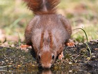 Sciurus vulgaris 132, Eekhoorn, Saxifraga-Luuk Vermeer