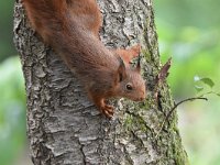 Sciurus vulgaris 136, Eekhoorn, Saxifraga-Luuk Vermeer