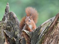 Sciurus vulgaris 139, Eekhoorn, Saxifraga-Luuk Vermeer