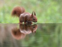 Sciurus vulgaris 145, Eekhoorn, Saxifraga-Luuk Vermeer