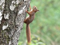 Sciurus vulgaris 150, Eekhoorn, Saxifraga-Luuk Vermeer