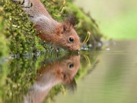 Sciurus vulgaris 155, Eekhoorn, Saxifraga-Luuk Vermeer