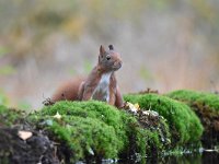 Sciurus vulgaris 156, Eekhoorn, Saxifraga-Luuk Vermeer