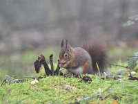 Sciurus vulgaris 167, Eekhoorn, Saxifraga-Luuk Vermeer