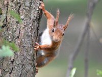 Sciurus vulgaris 177, Eekhoorn, Saxifraga-Luuk Vermeer