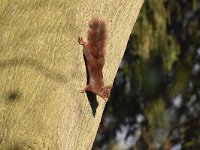 Sciurus vulgaris 179, Eekhoorn, Saxifraga-Luuk Vermeer