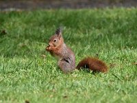 Sciurus vulgaris 180, Eekhoorn, Saxifraga-Luuk Vermeer