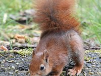 Sciurus vulgaris 183, Eekhoorn, Saxifraga-Luuk Vermeer