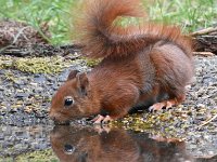 Sciurus vulgaris 184, Eekhoorn, Saxifraga-Luuk Vermeer