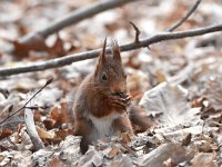 Sciurus vulgaris 187, Eekhoorn, Saxifraga-Luuk Vermeer