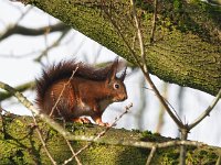 Sciurus vulgaris 199, Eekhoorn, Saxifraga-Hans Dekker