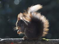 Sciurus vulgaris 54, Eekhoorn, Saxifraga-Luuk Vermeer