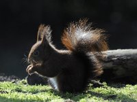 Sciurus vulgaris 55, Eekhoorn, Saxifraga-Luuk Vermeer