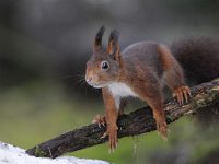 Sciurus vulgaris 71, Eekhoorn, Saxifraga-Luuk Vermeer