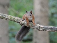 Sciurus vulgaris 77, Eekhoorn, Saxifraga-Luuk Vermeer