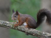 Sciurus vulgaris 79, Eekhoorn, Saxifraga-Luuk Vermeer