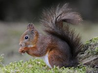 Sciurus vulgaris 90, Eekhoorn, Saxifraga-Luuk Vermeer