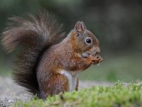 Sciurus vulgaris 94, Eekhoorn, Saxifraga-Luuk Vermeer