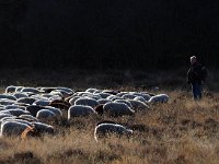 Sheep 27, Saxifraga-Hans Dekker