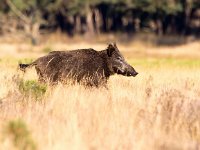 Sus scrofa 30, Wild zwijn, Saxifraga-Bart Vastenhouw