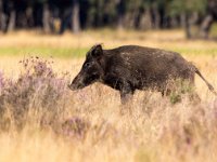 Sus scrofa 33, Wild zwijn, Saxifraga-Bart Vastenhouw