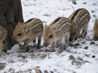 Sus scrofa 40, Wild zwijn, Saxifraga-Luuk Vermeer