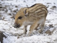 Sus scrofa 41, Wild zwijn, Saxifraga-Luuk Vermeer