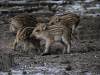 Sus scrofa 45, Wild zwijn, Saxifraga-Luuk Vermeer