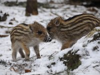 Sus scrofa 51, Wild zwijn, Saxifraga-Luuk Vermeer