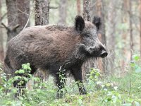 Sus scrofa 52, Wild zwijn, Saxifraga-Luuk Vermeer