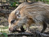 Sus scrofa 54, Wild zwijn, Saxifraga-Luuk Vermeer